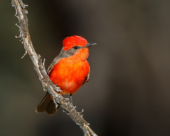 Vermilion Flycatcher, male