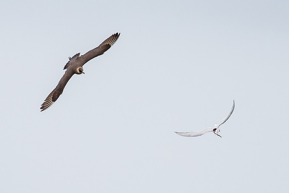 Parasitic Jeager, chasing Arctic Tern