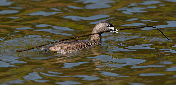 Pied-billed Grebe, with nest material