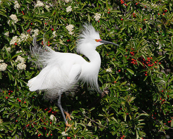 Snowy Egret
