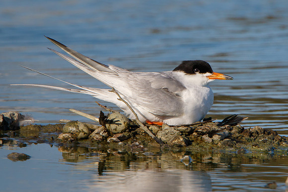 Forster's Tern on nest; two forgotten eggs