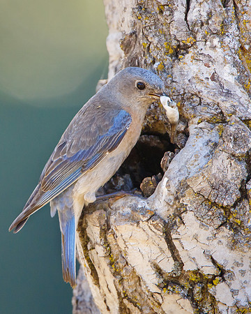 Western Bluebird, mother with fecal sac