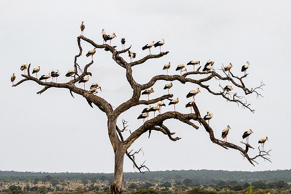 White Storks
