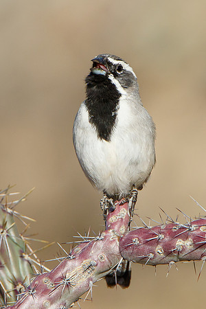 Black-throated Sparrow