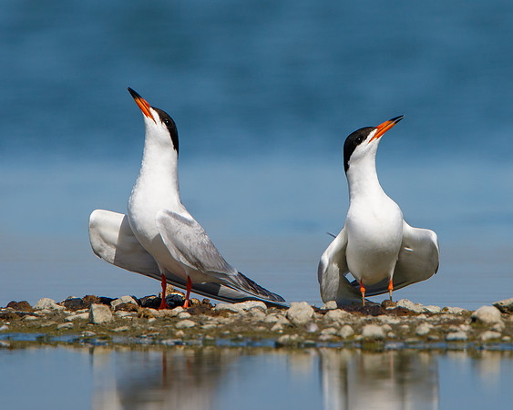 Forster's Terns, courtship
