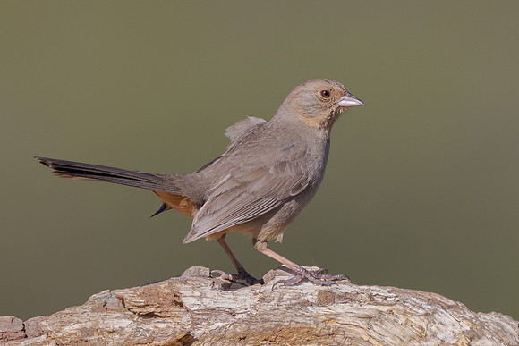 California Towhee
