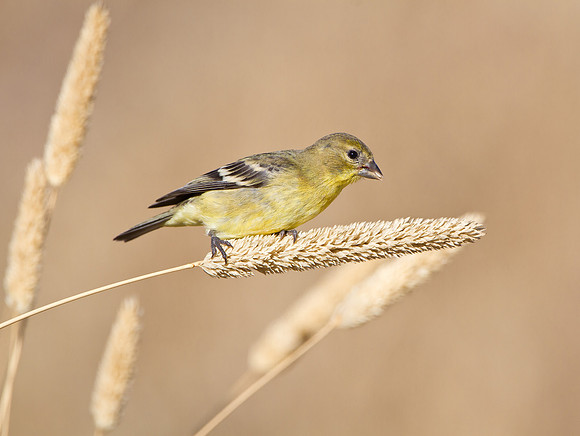 Lesser Goldfinch, feeding