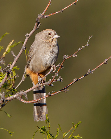 Canyon Towhee
