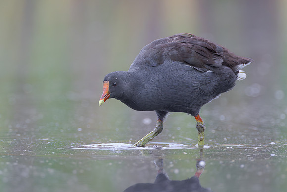 Common Gallinule