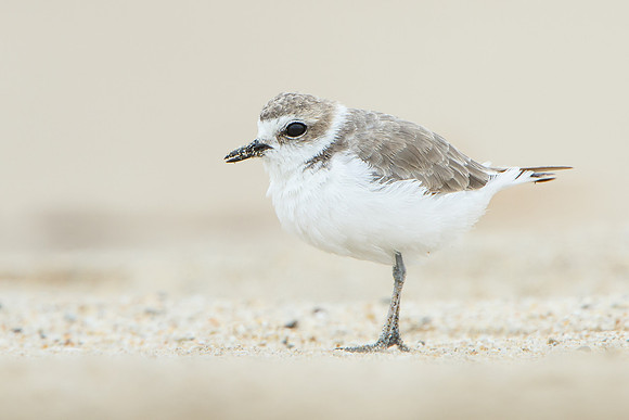 Snowy Plover