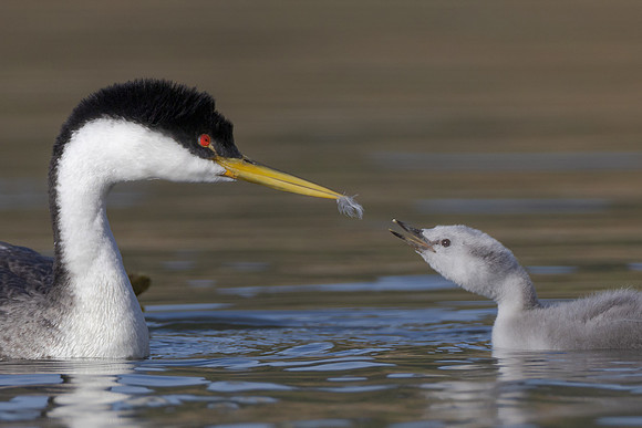 Western Grebes; parent feeding feather to chick