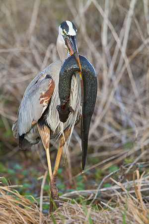 Great Blue Heron, with Greater Siren