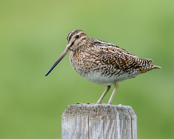 Common Snipe