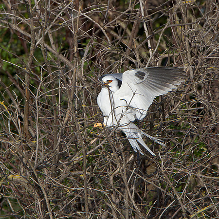 White-tailed Kite, collecting nest material