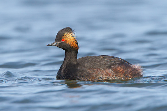 Eared Grebe