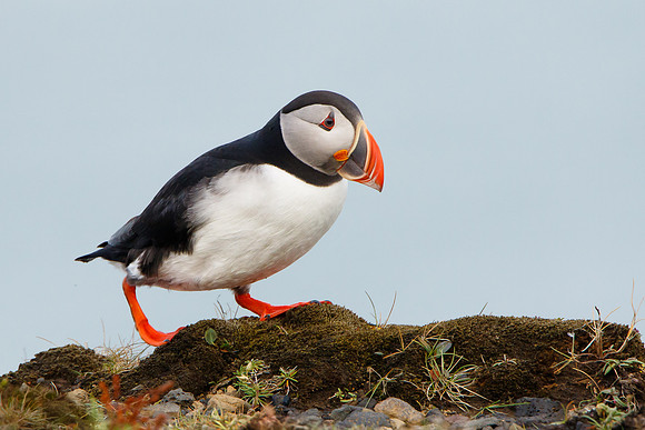 Atlantic Puffin