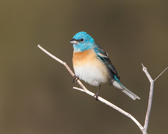 Lazuli Bunting