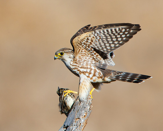 Merlin, with prey (Song Sparrow)