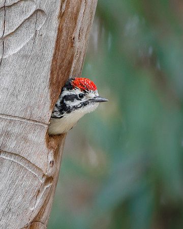 Nuttall's Woodpecker, nestling