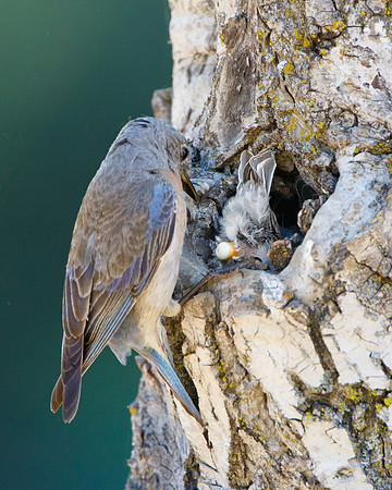 Western Bluebirds; nestling presenting fecal sac