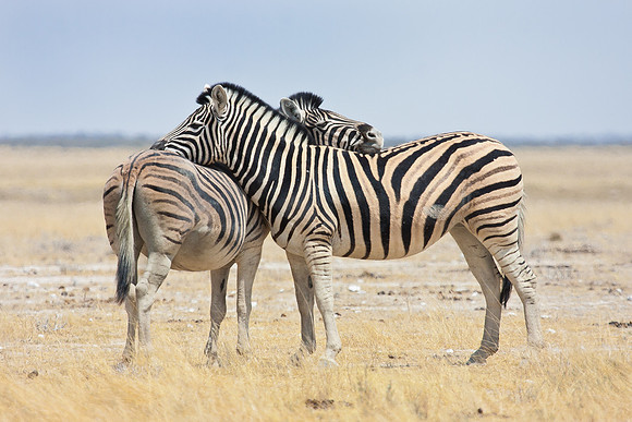 Burchell's Zebra