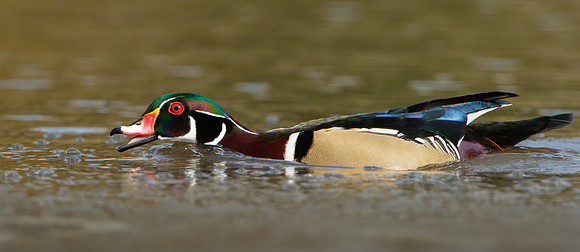 Wood Duck, fishing behavior