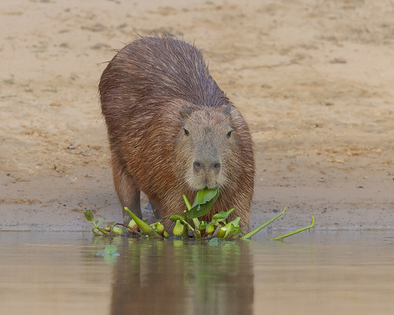 Capybara