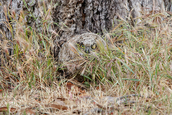 Great Horned Owl, nestling hiding after falling out of the nest