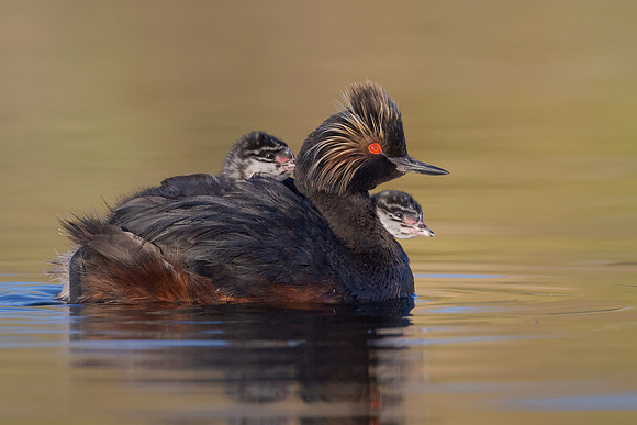 Eared Grebes, parent with chicks
