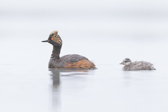 Eared Grebes