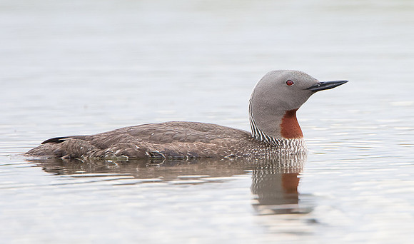 Red-throated Diver (aka Loon)