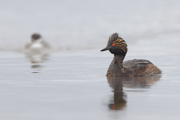 Eared Grebe, with chick