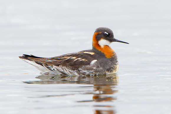 Red-necked Phalarope