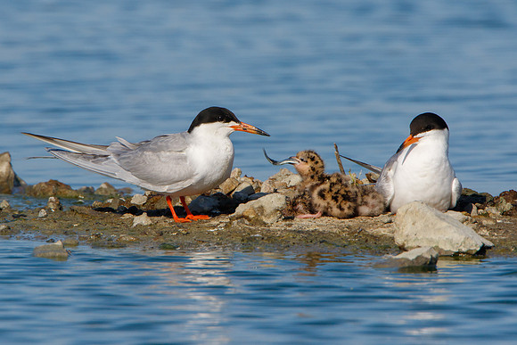 Forster's Terns, parent feeding chick
