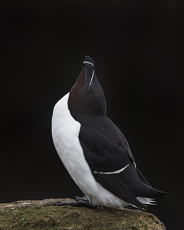 Razorbill