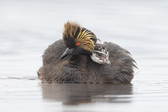 Eared Grebes