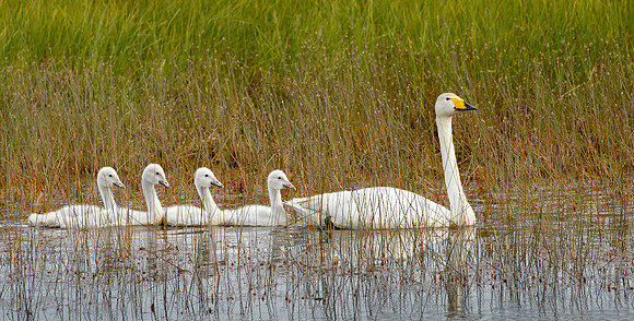 Whooper Swan, with cygnets