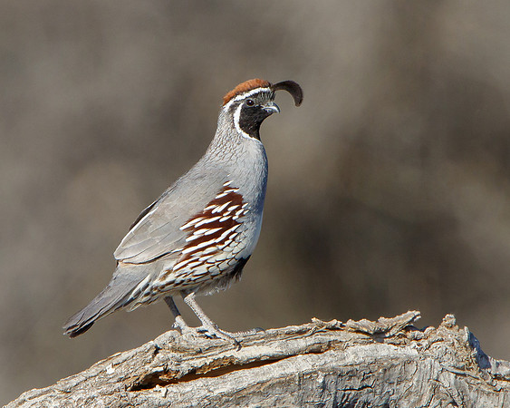 Gambel's Quail, male