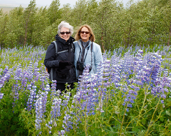 Field of lupine near Geysir