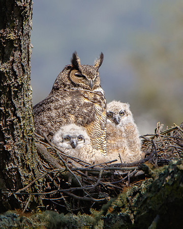 Great Horn Owl familly