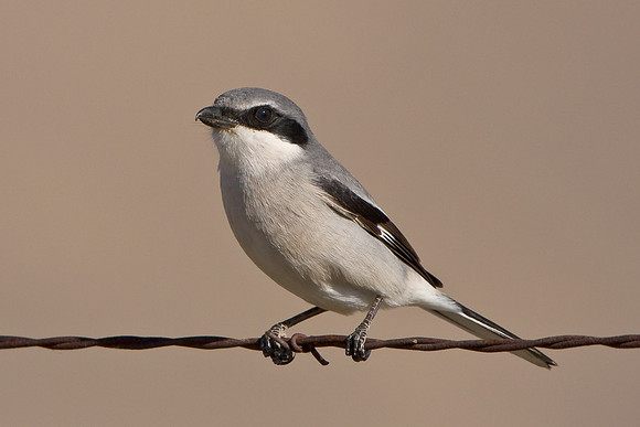 Loggerhead Shrike