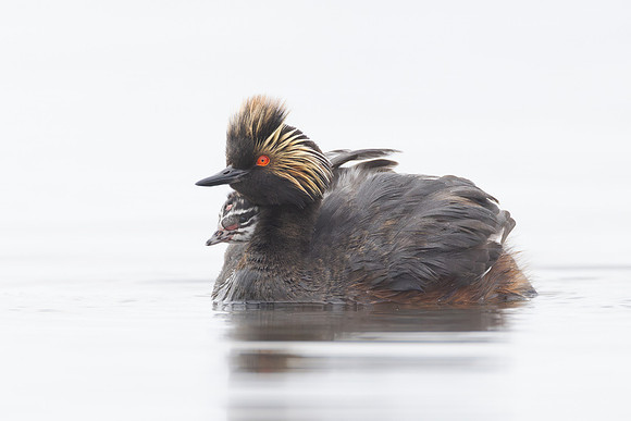 Eared Grebes