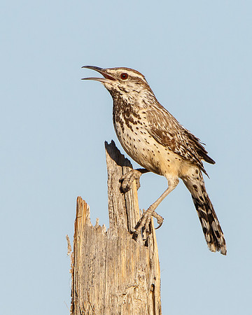 Cactus Wren