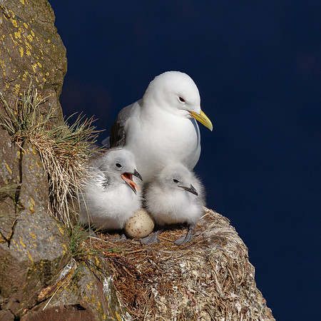 Black-legged Kittiwake, with chicks and egg