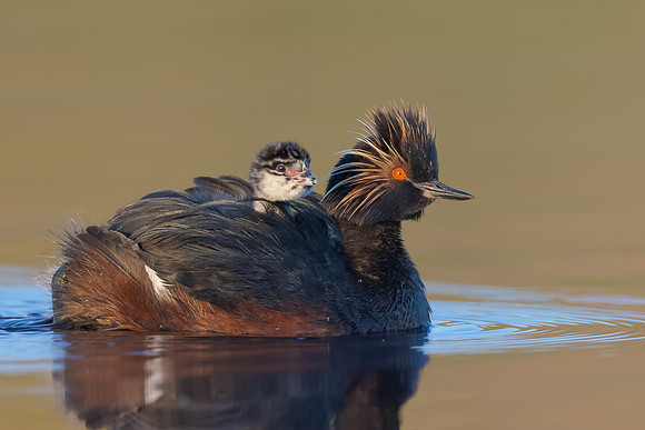 Eared Grebes, parent with chick