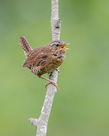 Pacific Wren