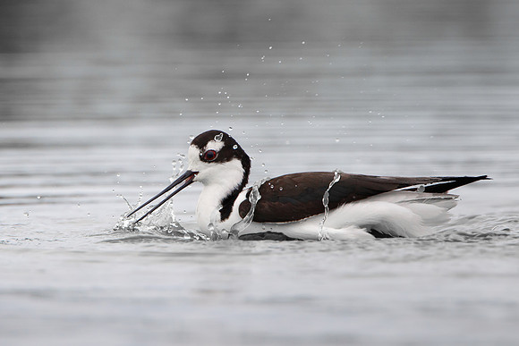 Black-necked Stilt, bathing
