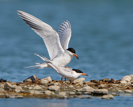 Forster's Terns, mating