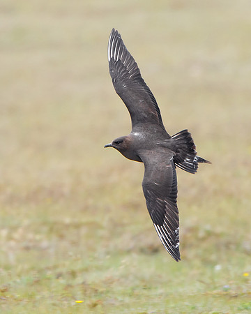 Parasitic Jeager (aka Arctic Skua)