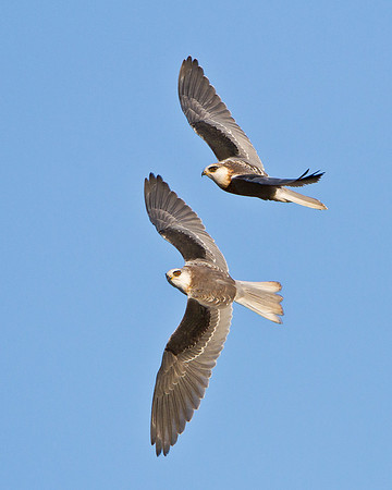 White-tailed Kites, juveniles